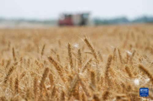 多種糧 種好糧 種糧大戶(hù)在行動(dòng)