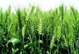 調(diào)整種植結(jié)構(gòu) 助力面源污染綜合治理