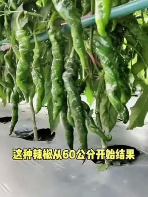 產(chǎn)量高辣味十足 螺絲椒 種草 優(yōu)質(zhì)農(nóng)產(chǎn)品 農(nóng)業(yè)種植