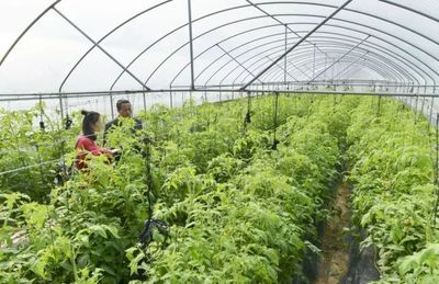 冬天不再冷!有了它,平潭本地蔬菜市場(chǎng)供不應(yīng)求,供應(yīng)商搶著購(gòu)買(mǎi)!