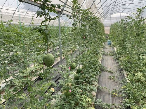 濰坊市峽山區(qū)大力發(fā)展有機(jī)農(nóng)業(yè) 加快培育農(nóng)產(chǎn)品競(jìng)爭(zhēng)新優(yōu)勢(shì)