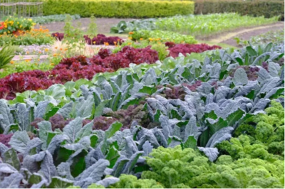 &ldquo;兩個(gè)健康&rdquo;典型案例 || 食物減法:探索鄉(xiāng)村振興新路徑