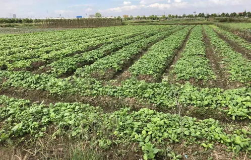 嚴(yán)把食品安全關(guān) 筑牢國(guó)慶假期餐桌第一道防線(xiàn)