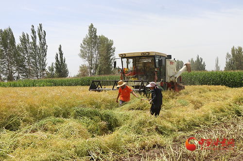 臨澤鴨暖鎮(zhèn) 特色作物種植 錢景 廣