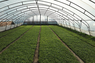 農(nóng)作物種植大棚