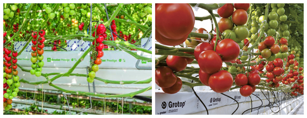 荷蘭模式巖棉栽培技術(shù)