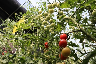 臨澤縣人民政府-臨澤:現(xiàn)代絲路寒旱農(nóng)業(yè)引領(lǐng)經(jīng)濟發(fā)展