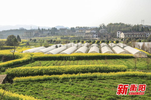 2020年衡陽經(jīng)濟作物喜獲豐收 種植戶積極性顯著提高