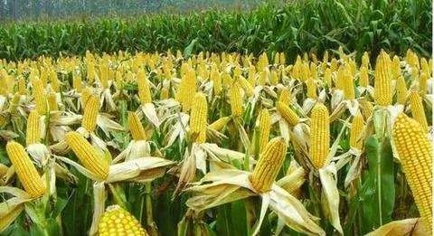 春植甜玉米優(yōu)質(zhì)高產(chǎn)栽培關(guān)鍵技術(shù)