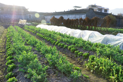 豌豆花農(nóng)作物