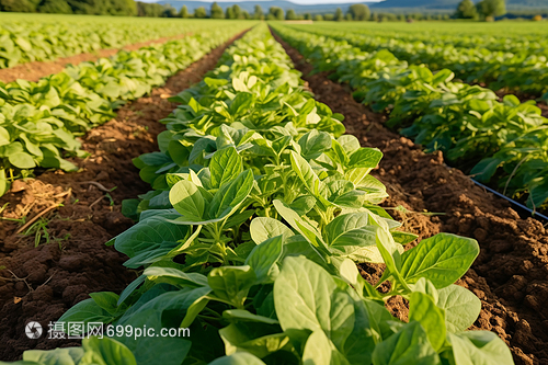 田地里生長的蔬菜