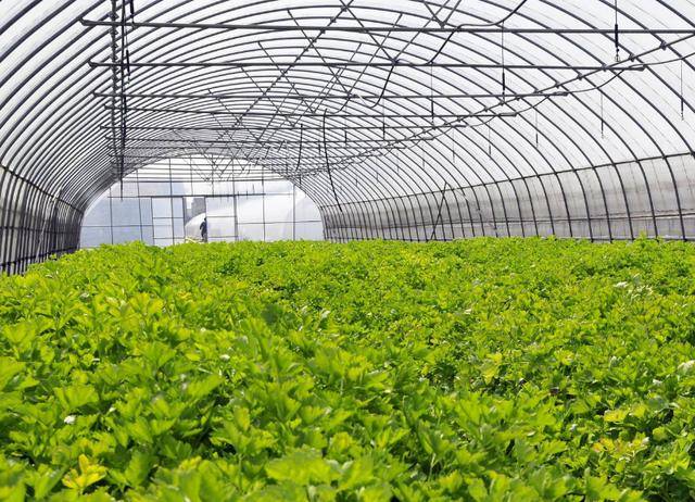 四項智慧農(nóng)業(yè)科研,發(fā)展大田作物智慧種植,掌握農(nóng)業(yè)前沿科技