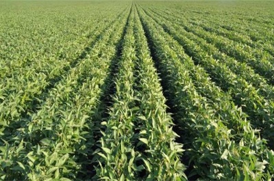 小朋友種黃豆的方法