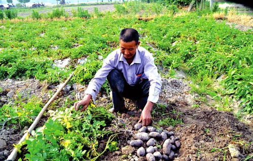 2020年旱地稀有農(nóng)作物種植與收購前景分析