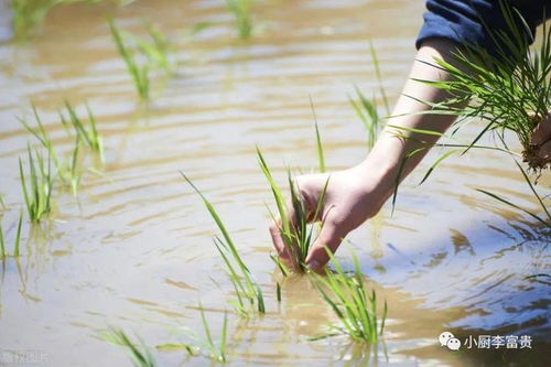 二月二龍?zhí)ь^，屬相交好運(yùn) 做三事、吃三食，福財(cái)雙至農(nóng)作物豐收