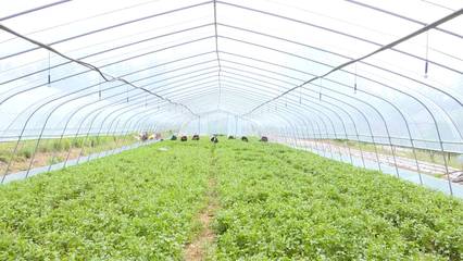 莒南 打造千畝紅薯種植共富示范片區(qū)，助力群眾增收共富