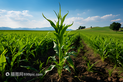 鄉(xiāng)村農(nóng)作物收購 機(jī)遇與挑戰(zhàn)