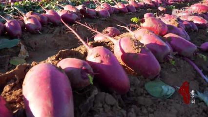 千城百縣看中國｜山東 青州蘿卜喜迎豐收，特色種植助力鄉(xiāng)村振興